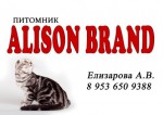 питомник шотландских кошек " Alison Brand "
