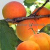 Саженцы абрикоса в москве и подмосковье